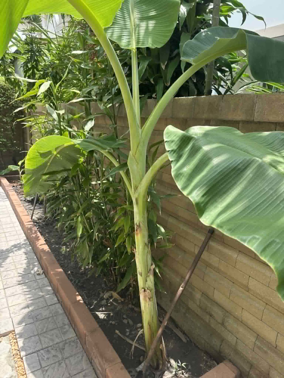 Banantreet vårt som vi plantet i august har vokst utrolig mye
