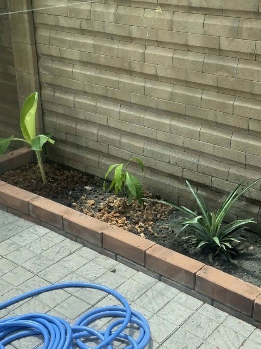 Banantre og mangotre