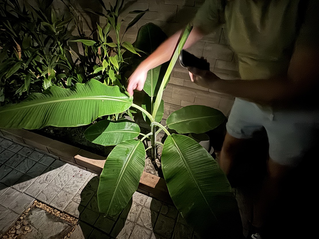 Inspiserer veksten av et banantre vi plantet i hagen i høst