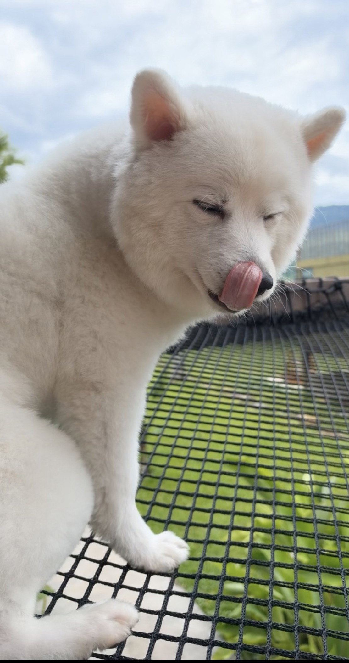 Bonzo koser seg i Khao Yai