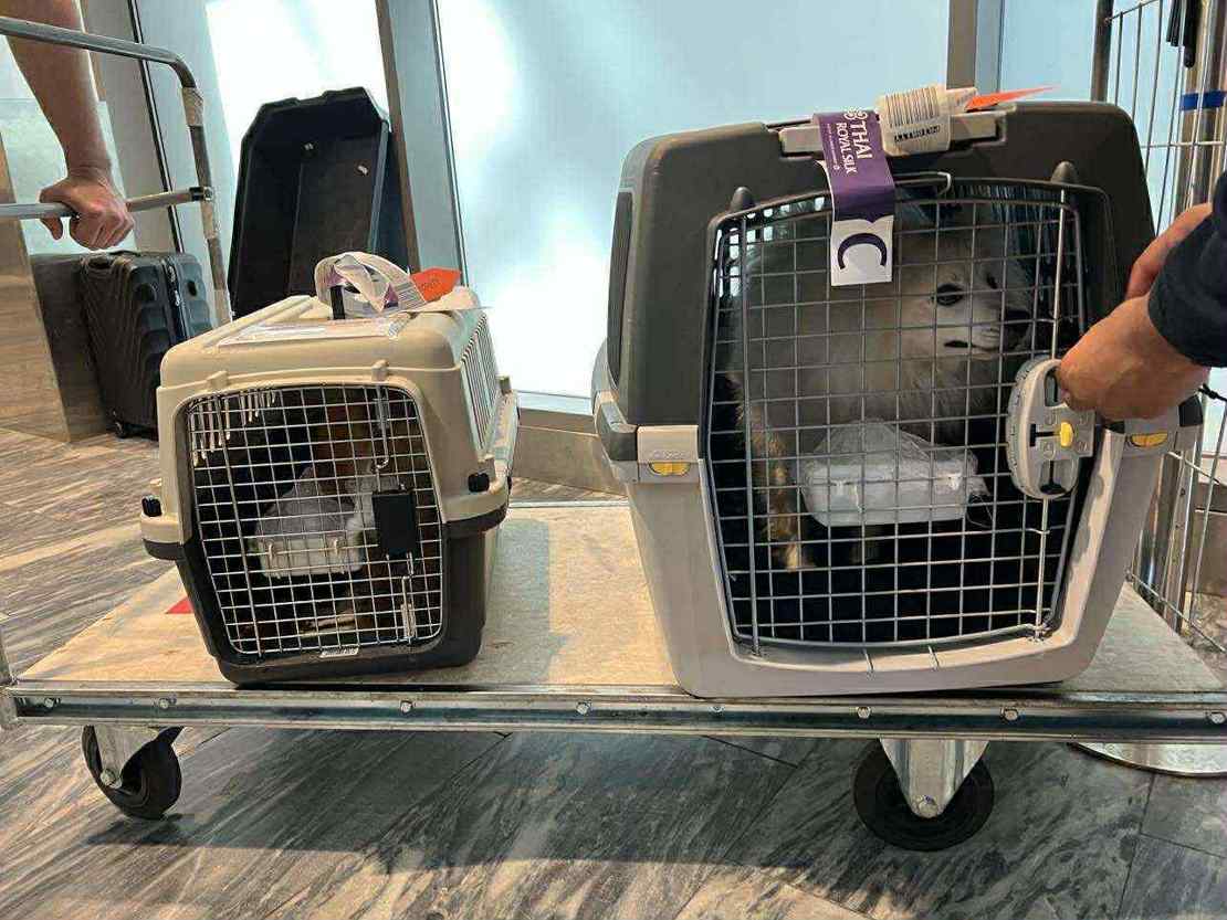 Siste farvel med hundene før flyturen
